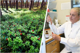 A collage of lingonberries in the Finnish forest and Dr Pirjo Parnanen in her lab.